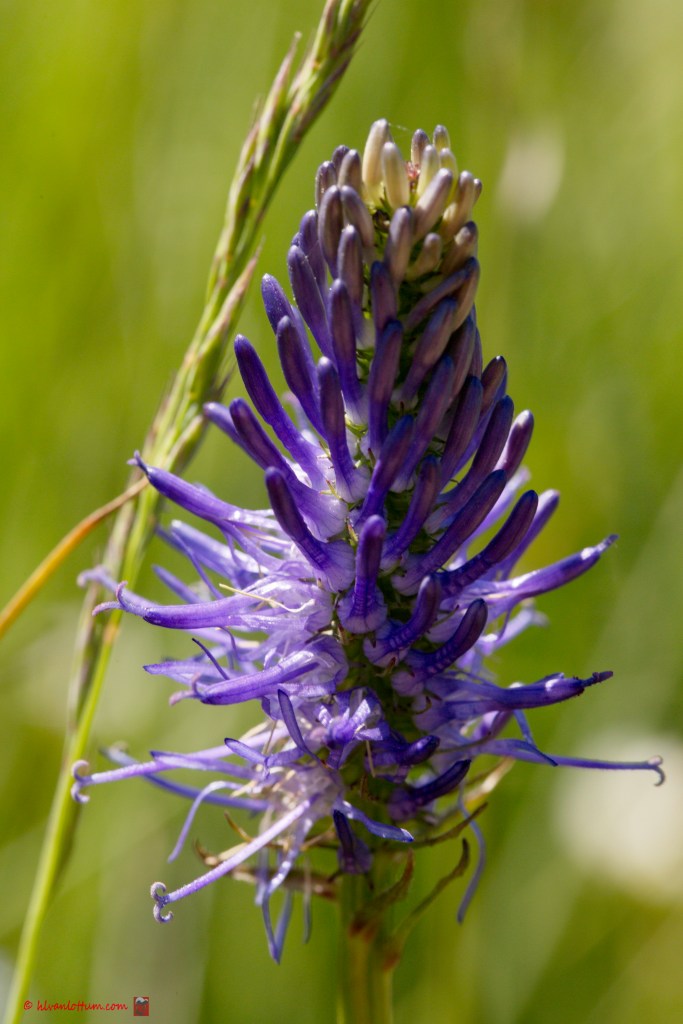 Zwartblauwe rapunzel - phyteuma spicatum nigrum