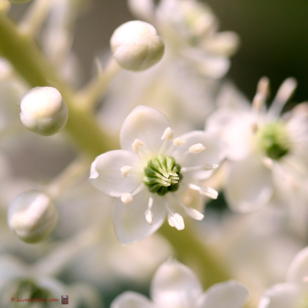 Oosterse karmozijnbes - phytolacca esculenta