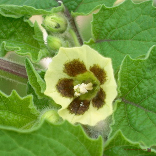 Ananaskers - physalis peruviana
