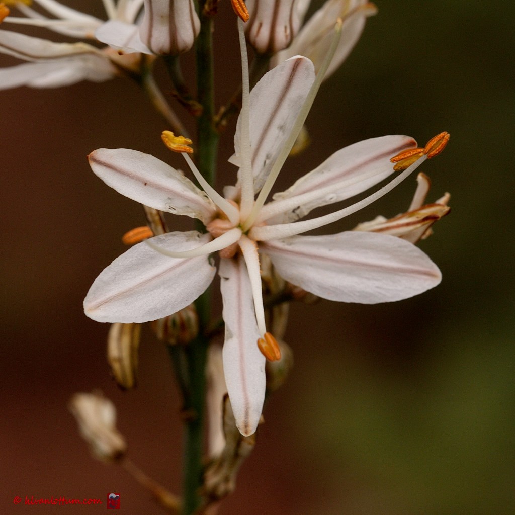 Affodil - asphodelus cerasiferus