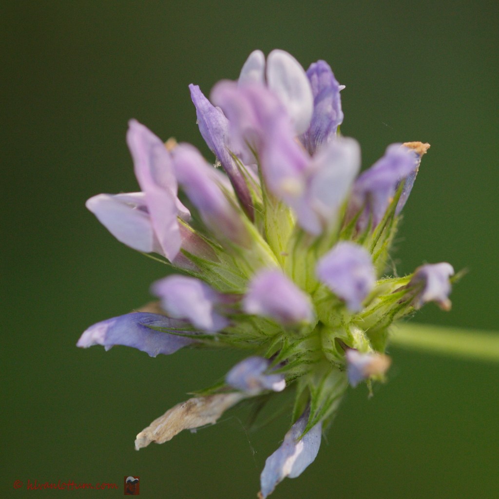 Asfaltklaver - bituminaria bituminosa
