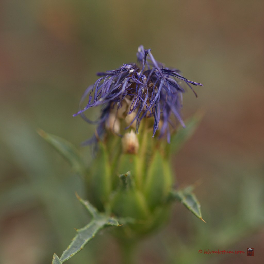 Blauwe distel - carthamus caerulus