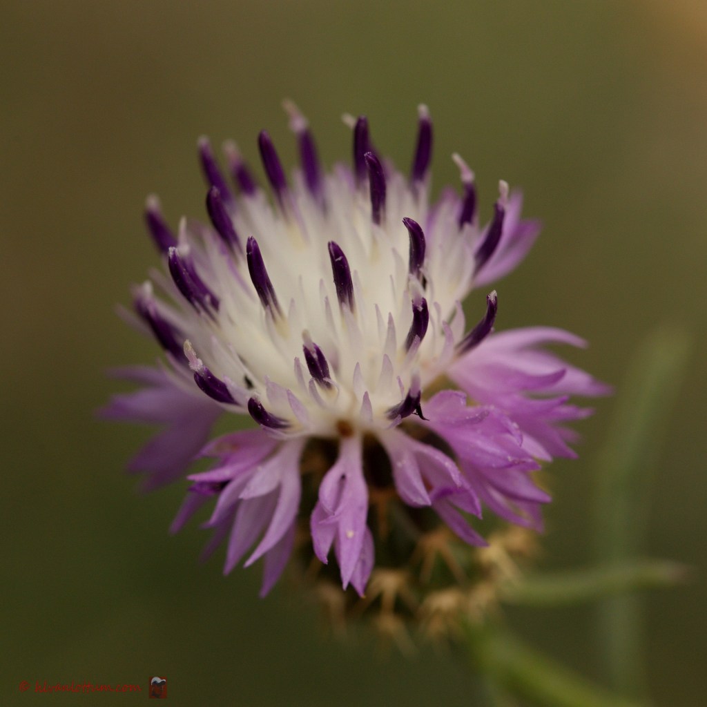 Ruige sterdistel - centaurea aspera