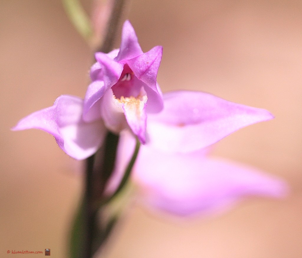Rood bosvogeltje - cephalanthera rubra