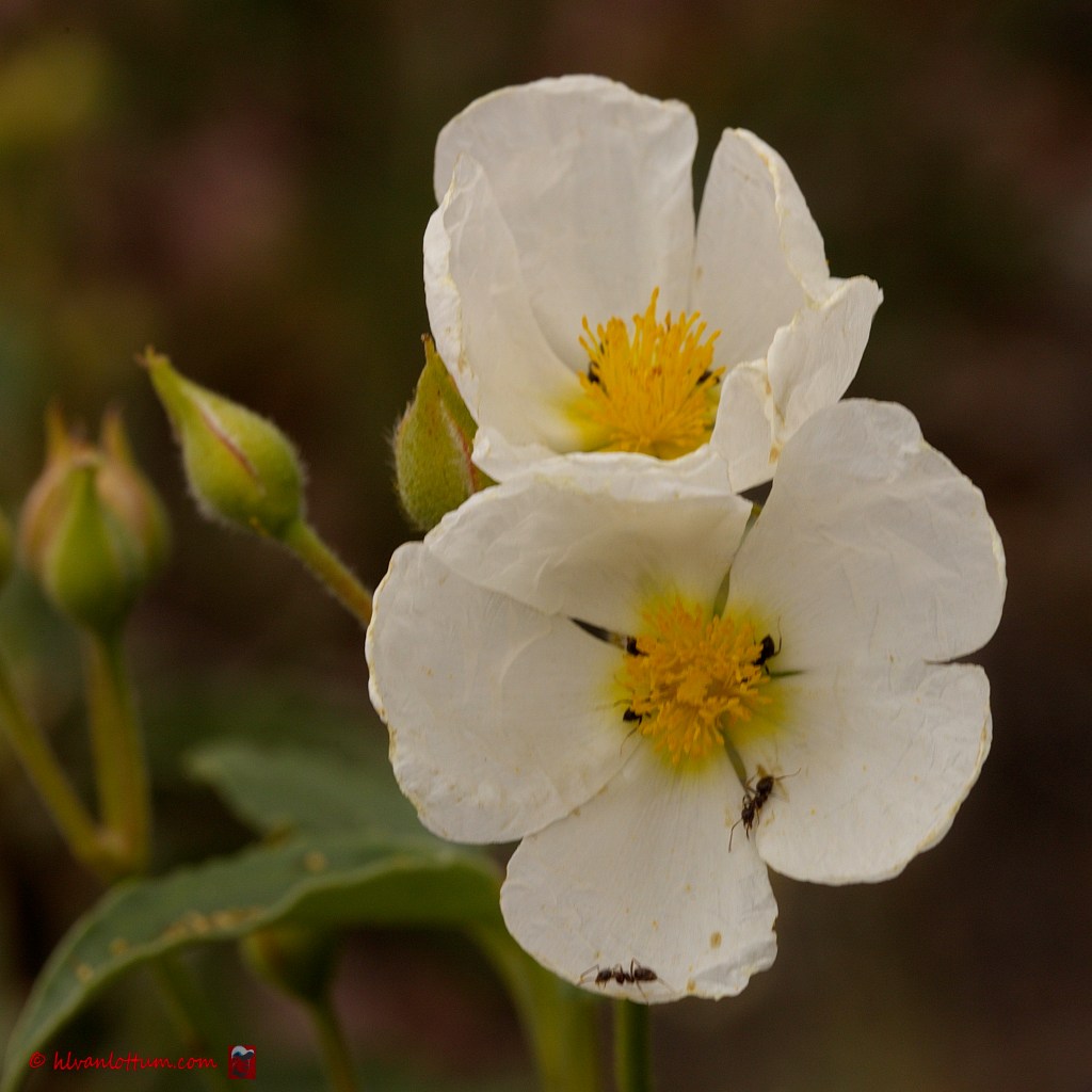 Rotsroos - cistus populifolius