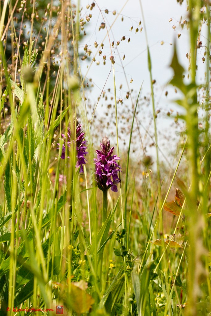 Brede orchis - dactylorhiza majalis