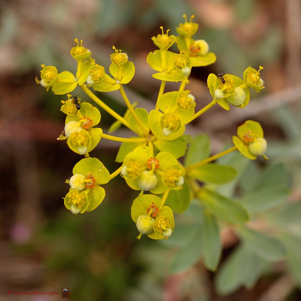 Euphorbia clementei