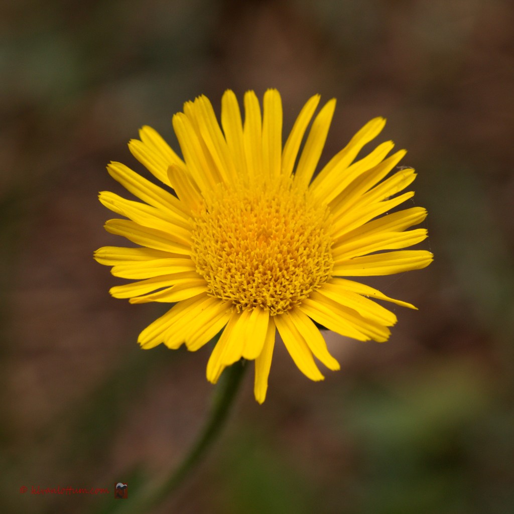 Inula hirta