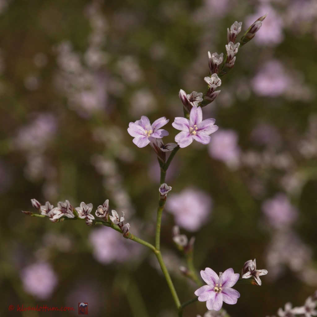 Limonium virgatum