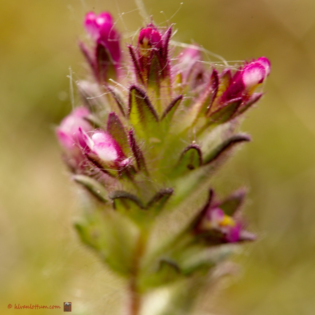 Breedbladige ogentroost - parentucellia latifolia