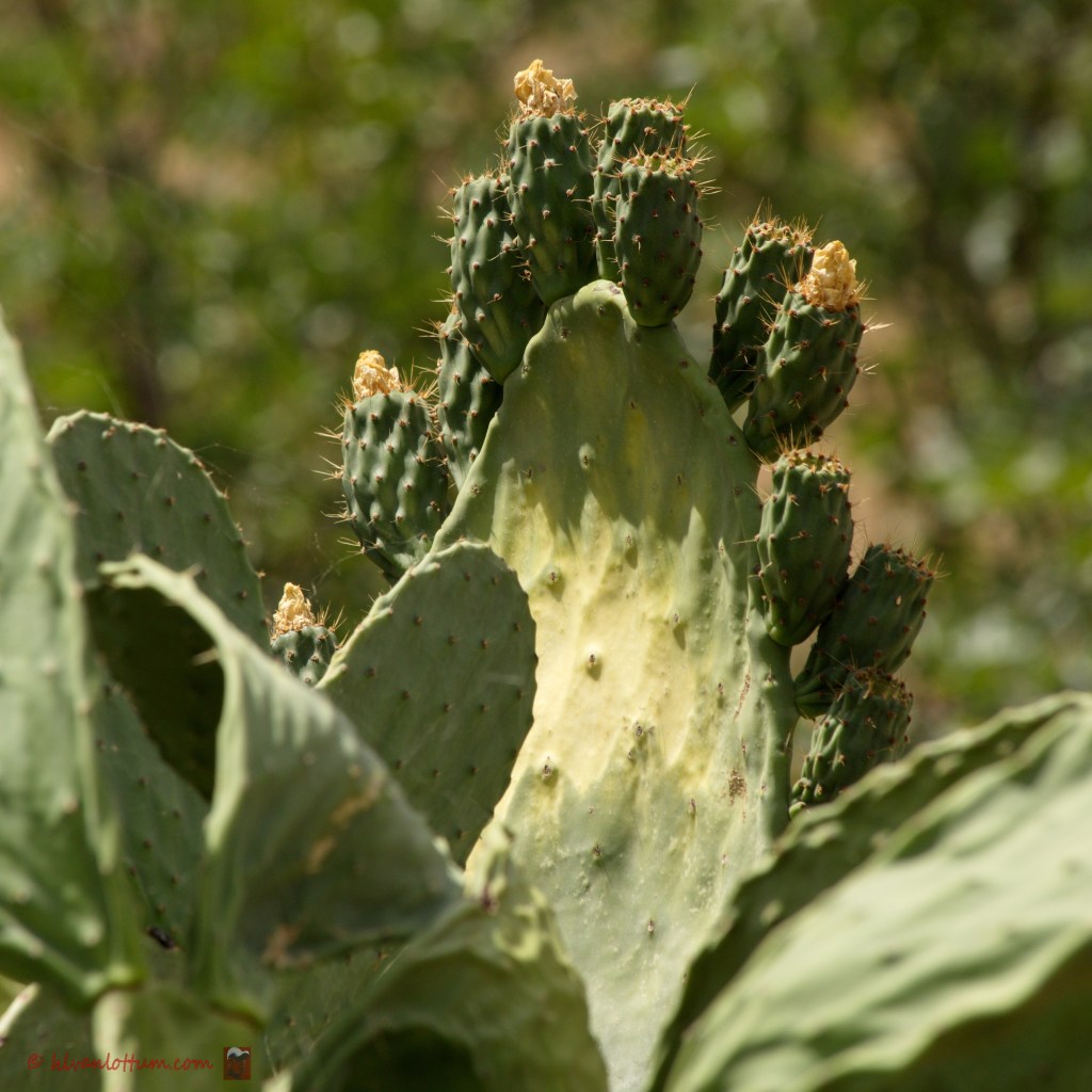 Vijgcactus - opuntia ficus-indica