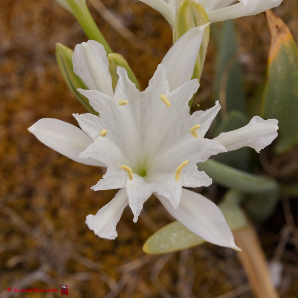 Strandnarcis - pancratium maritimum