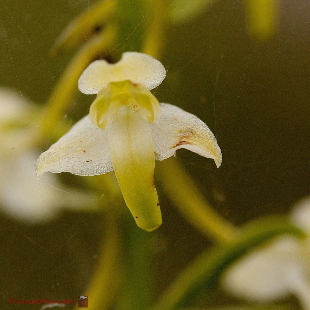 Bergnachtorchis - platanthera chlorantha
