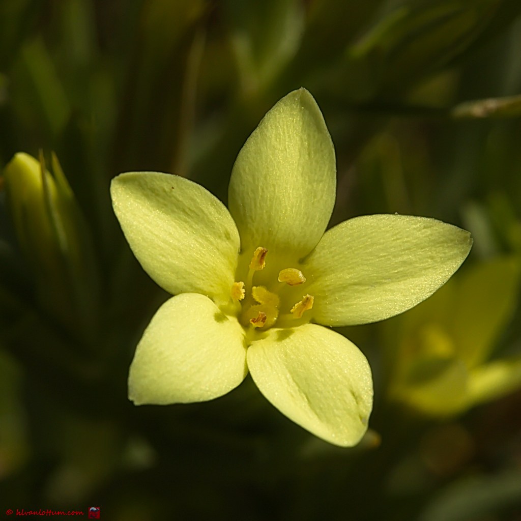 Strandduizendguldenkruid - centaurium maritimum