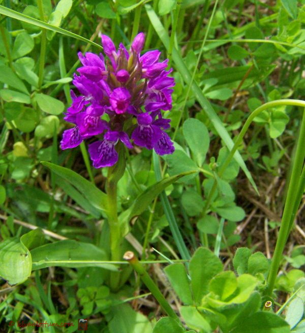 Purperrode orchis - dactylorhiza purpurella