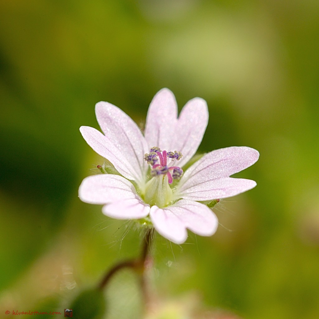 Zachte geranium - geranium molle