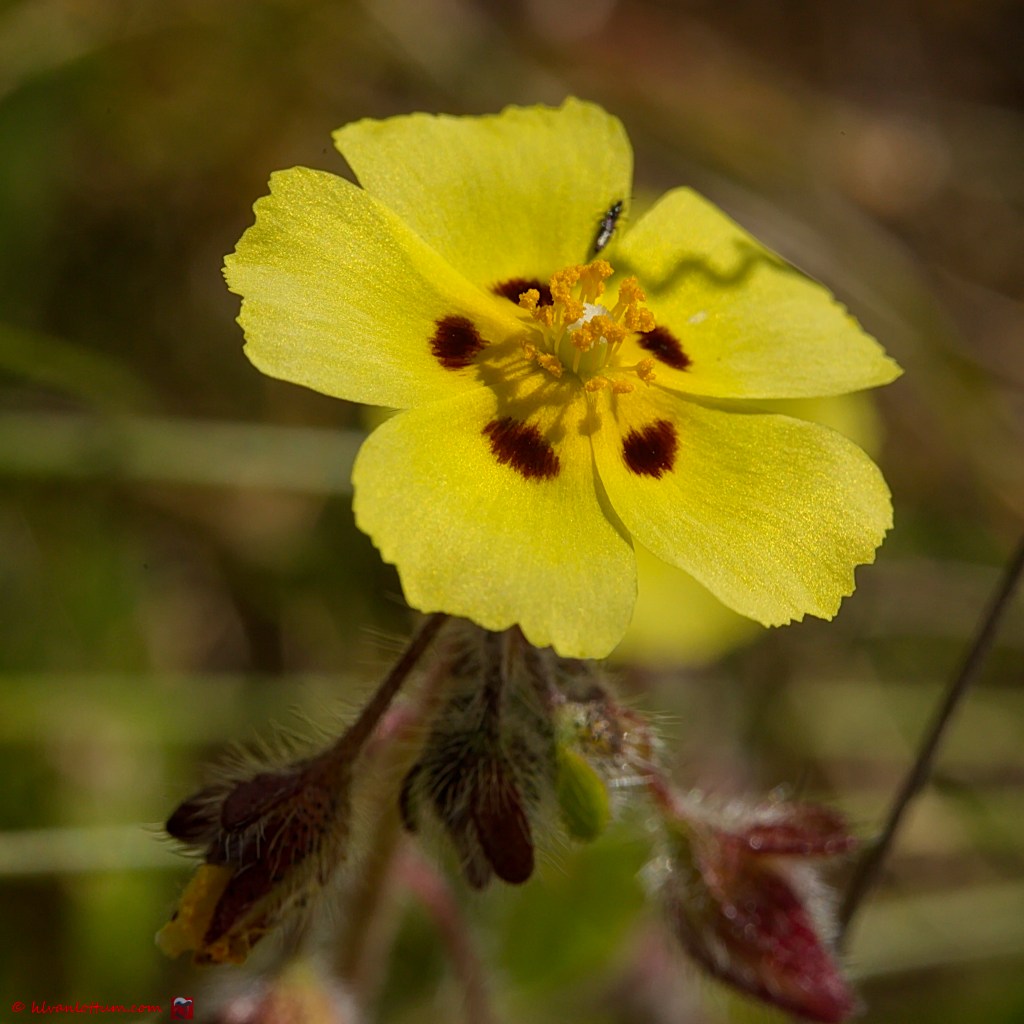 Gevlekt zonneroosje - tuberaria guttata