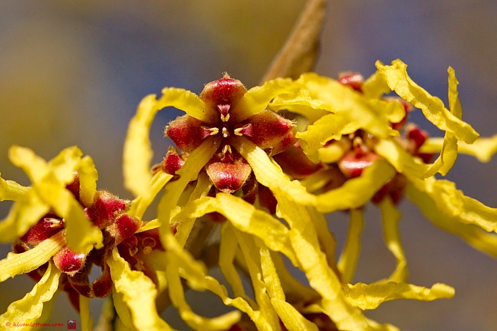 Toverhazelaar - hamamelis virginiana