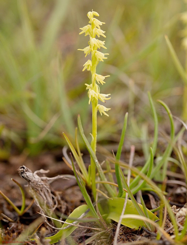 Honingorchis - herminium monorchis