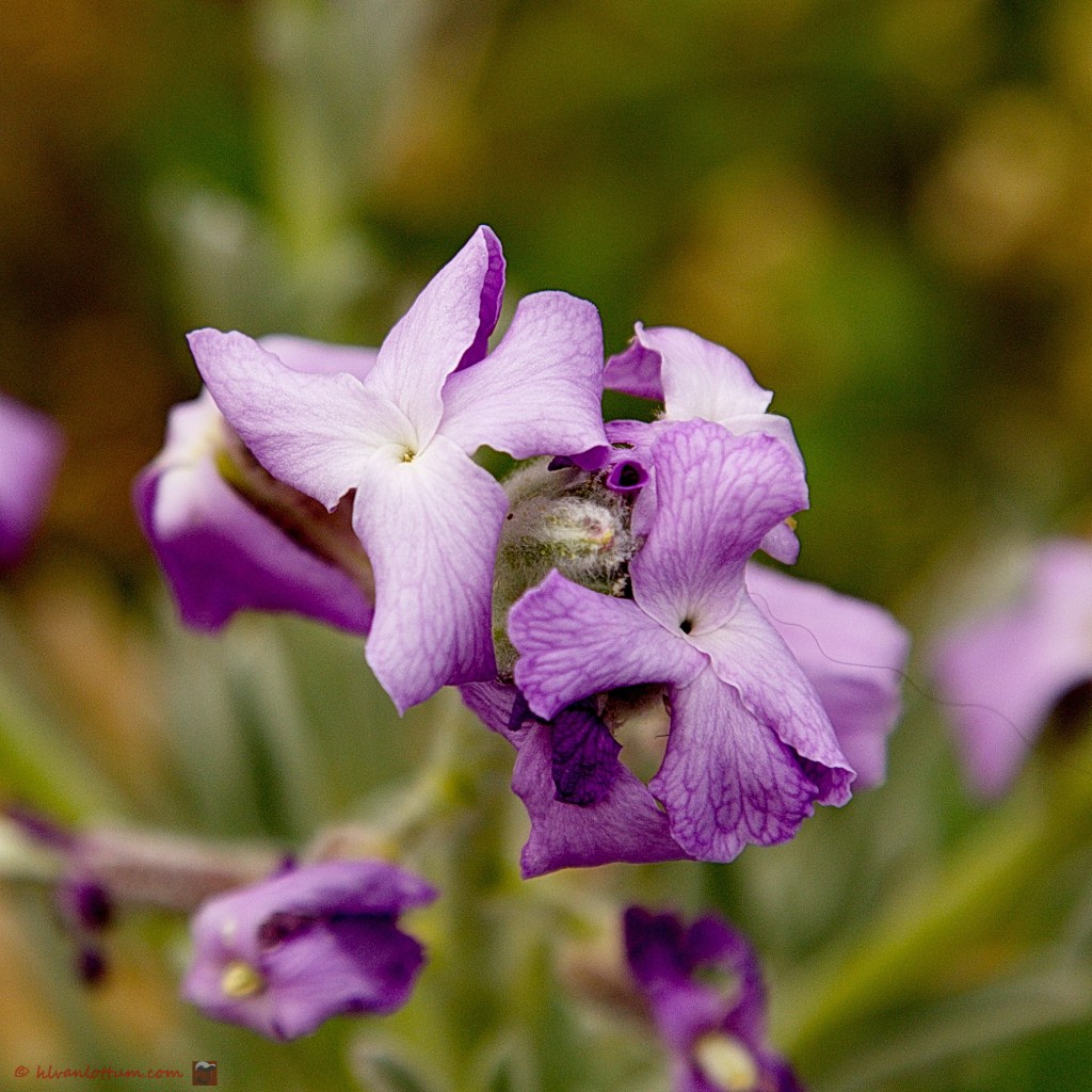 Violier - matthiola incana