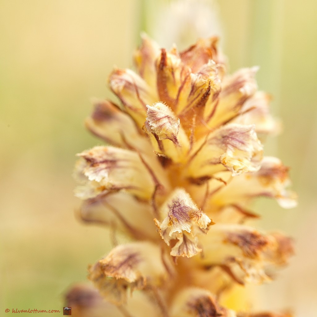 Klavervreter - orobanche minor