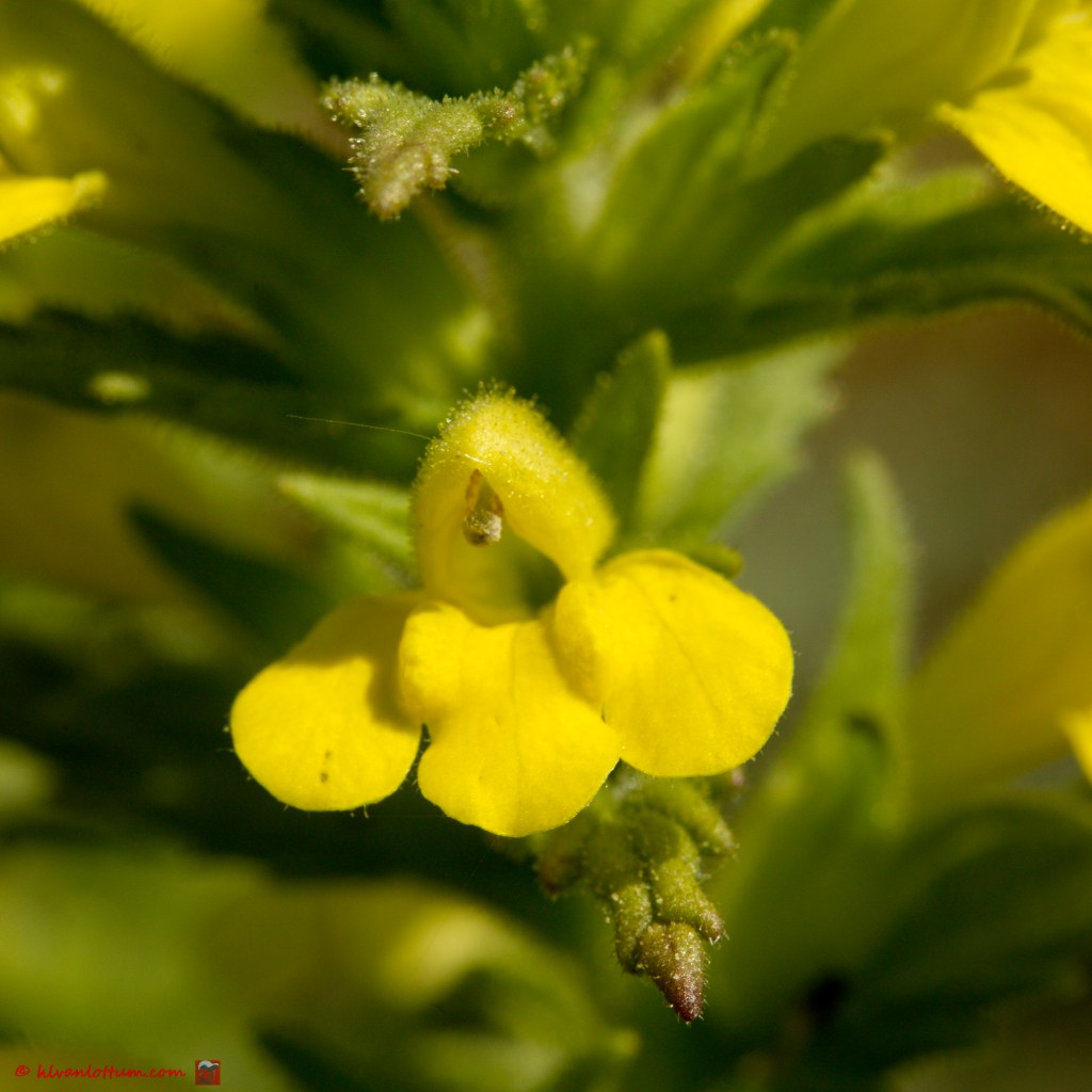 Kleverige ogentroost - parentucellia viscosa