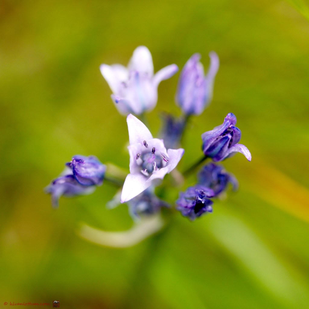 Triteleia grandiflora