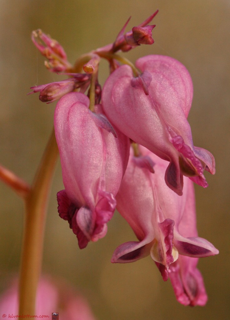 Gebroken hartje - Dicentra formosaa