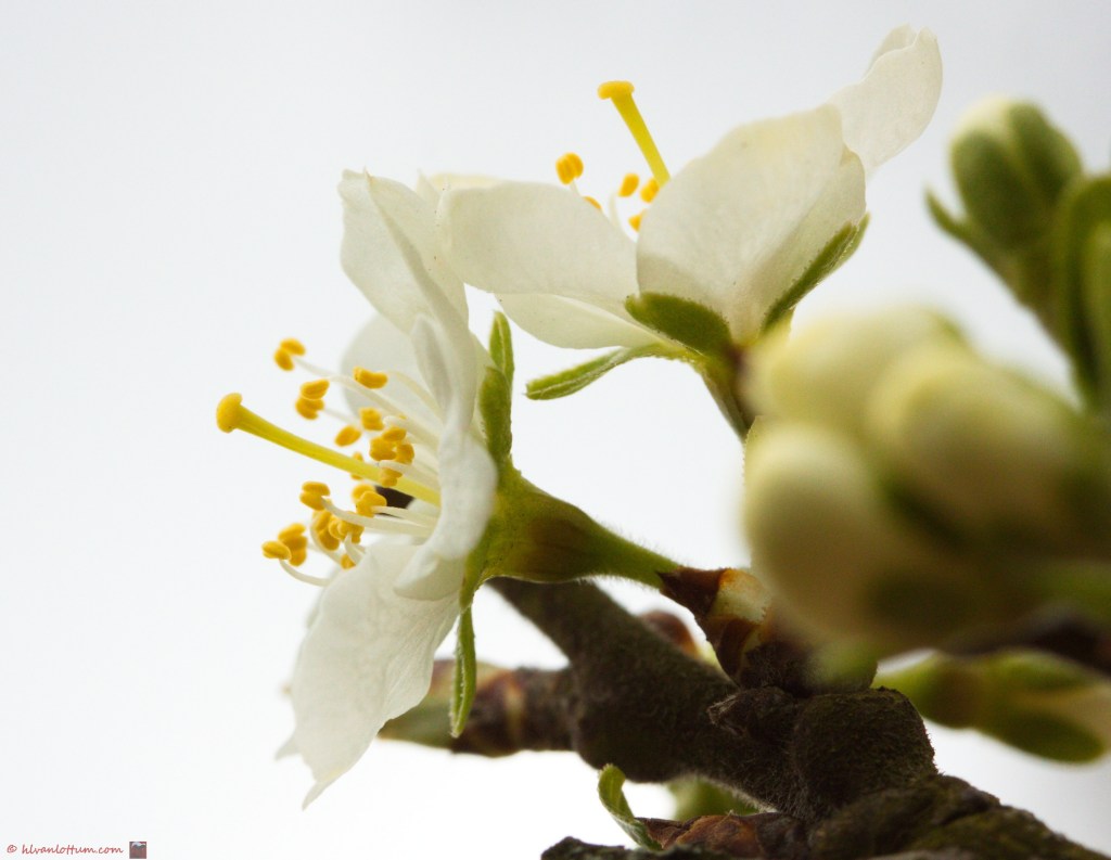 Pruim - Reine Victoria