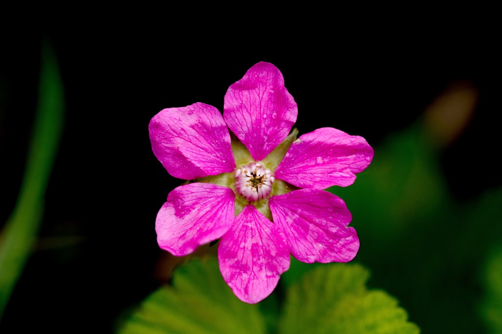 Poolbraam - rubus articum