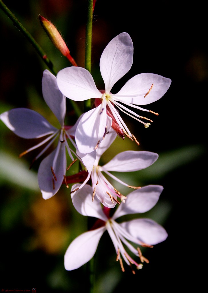 Prachtkaars - gaura lindheimeri