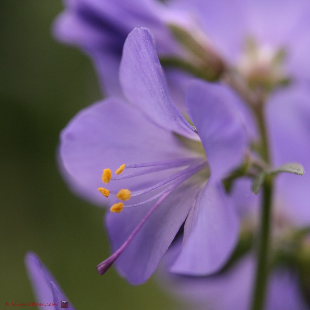 Jacobsladder - polemonium caeruleum