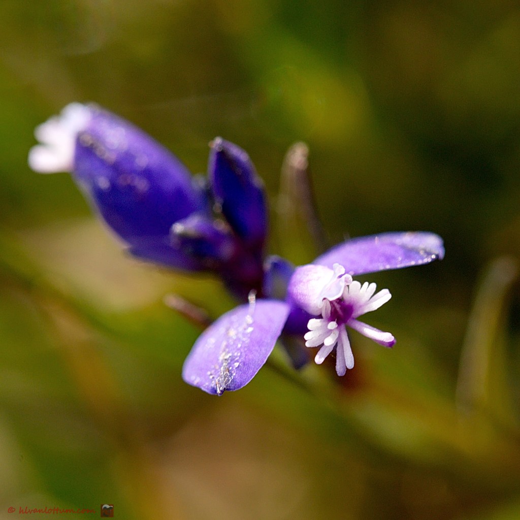 Liggende vleugeltjesbloem - polygala serpyllifolia