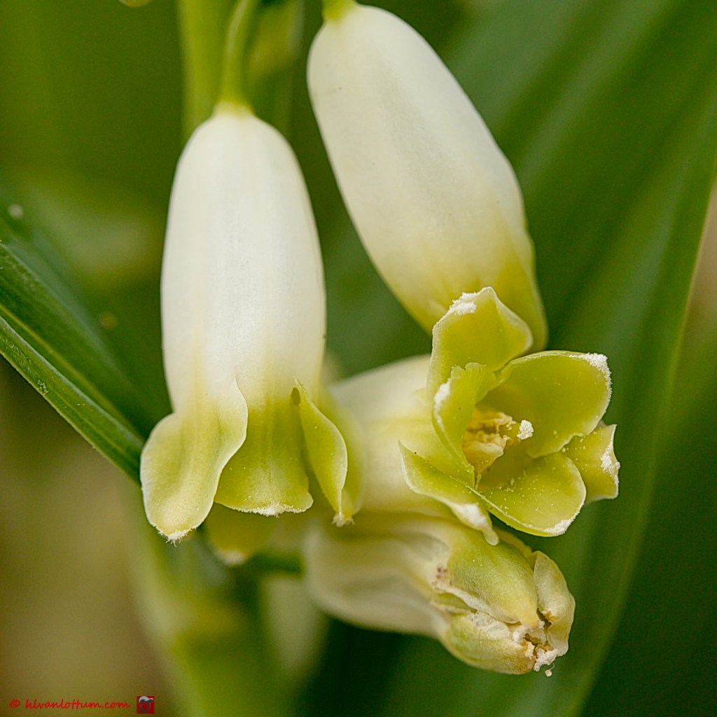 Welriekende salomonszegel - polygonatum odoratum