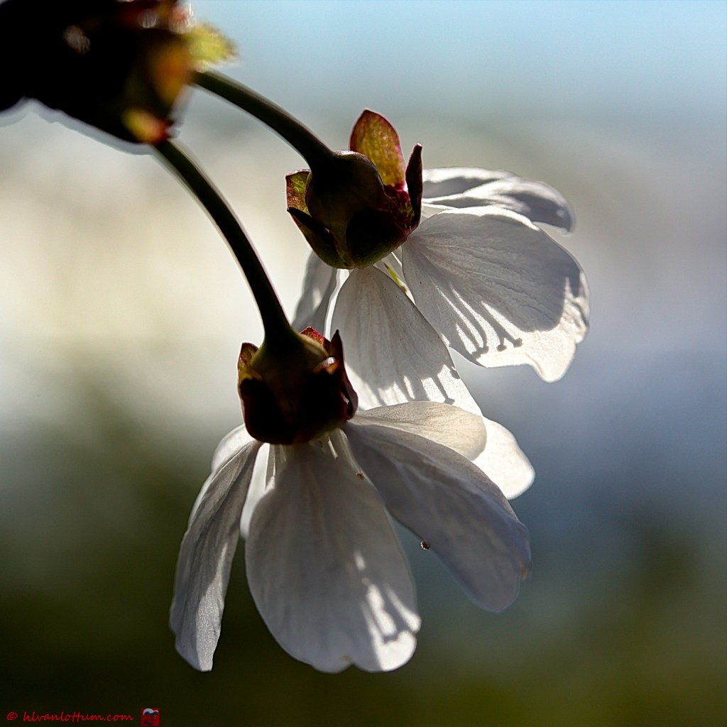 Zachte kers - prunus avium