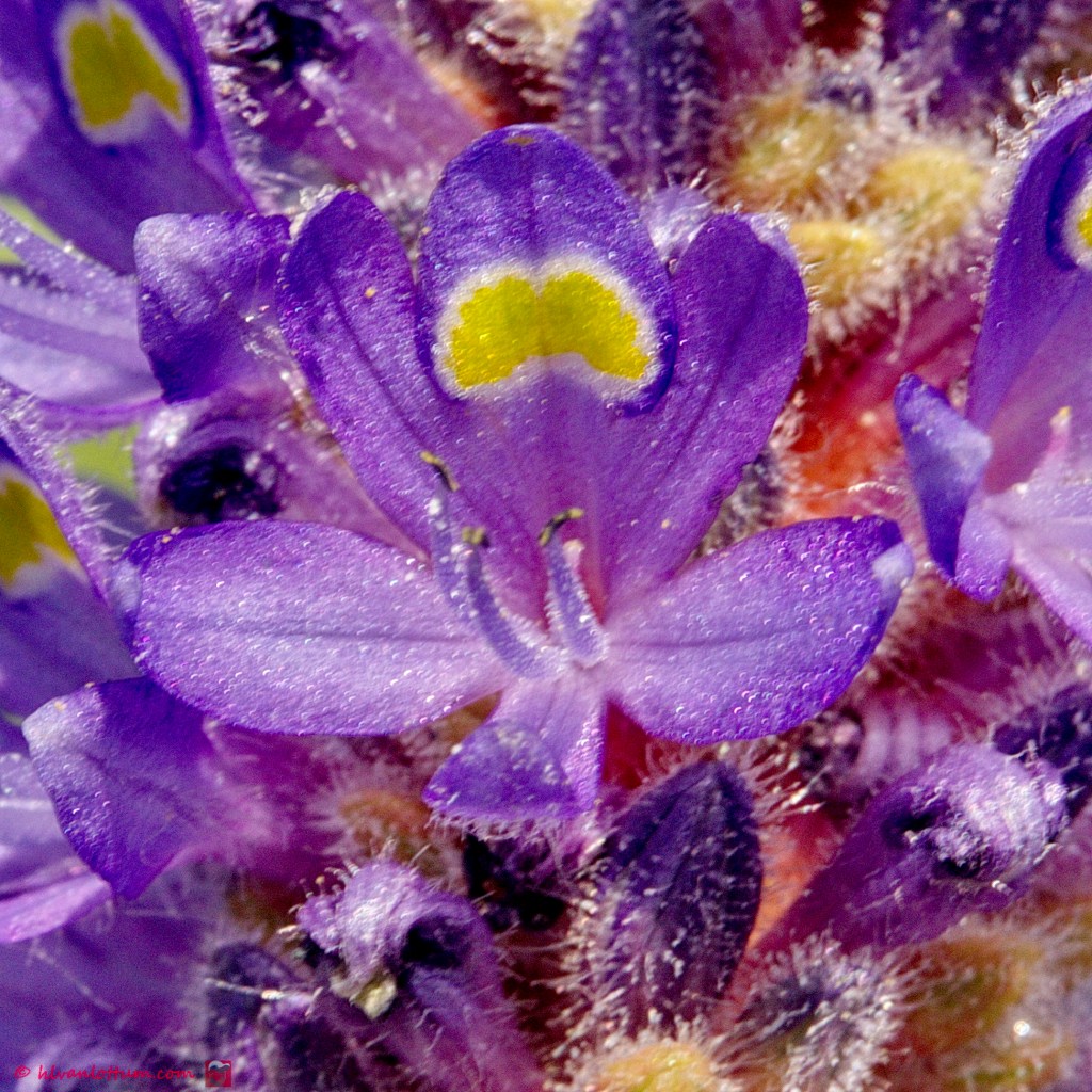 Snoekkruid - pontederia cordata