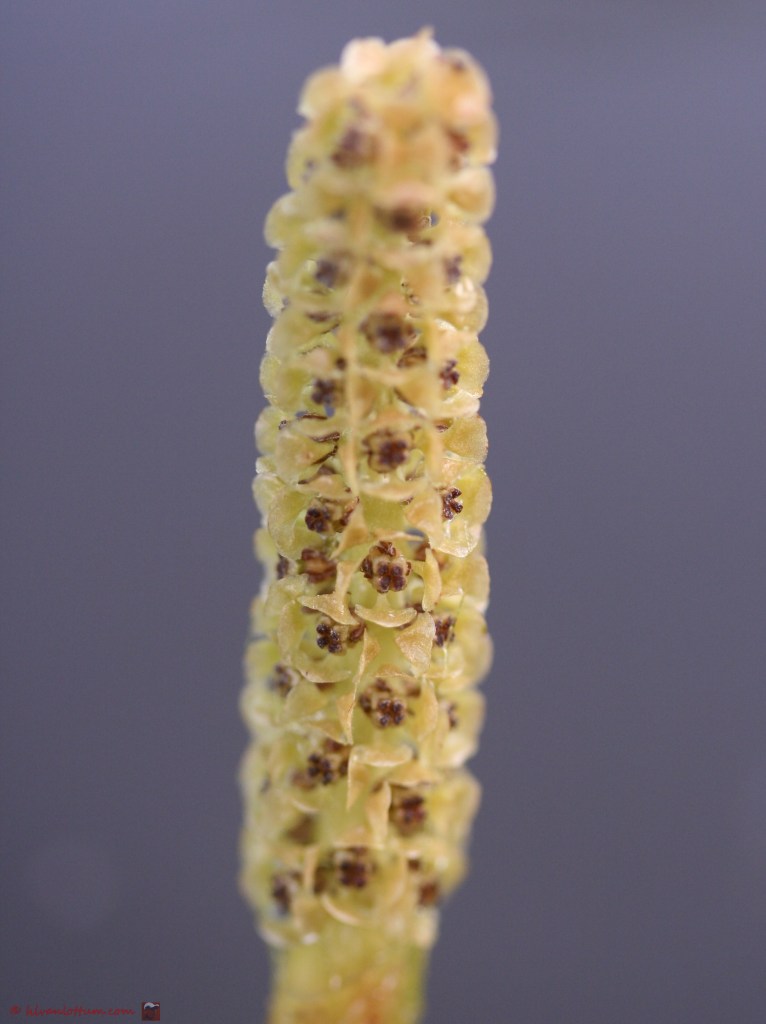 Glanzend fonteinkruid - potamogeton lucens