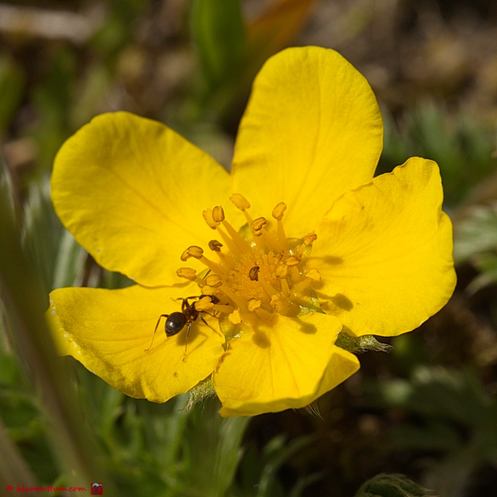 Zilverschoon - potentilla anserina