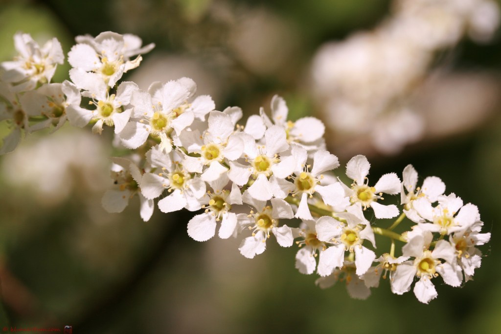 Europese vogelkers - prunus padus