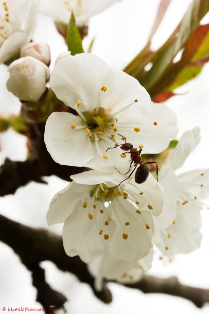 Zoete kers - prunus avium