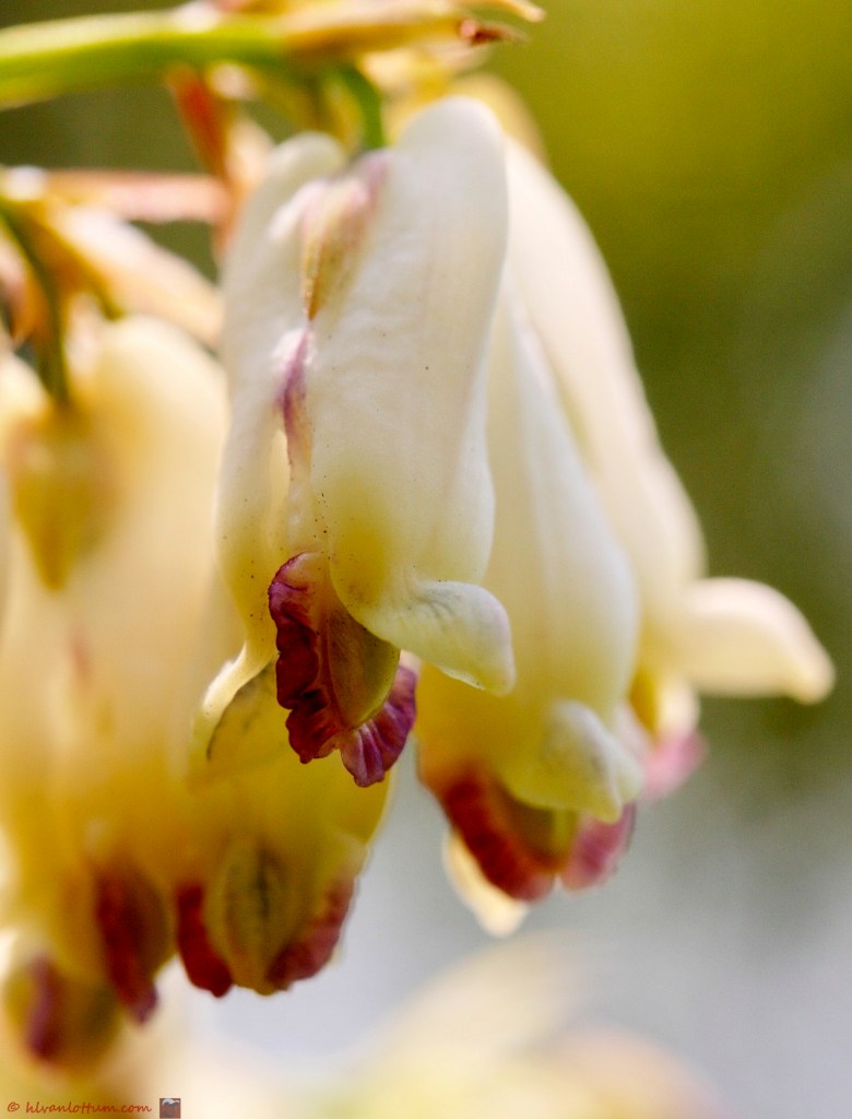 Geelwitte helmbloem - pseudofumaria alba