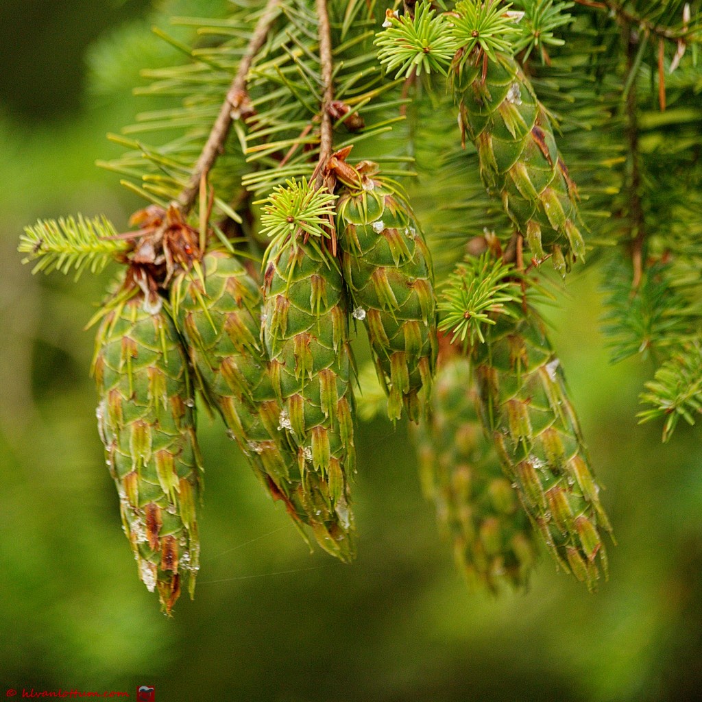 Douglasspar - pseudotsuga menziesii