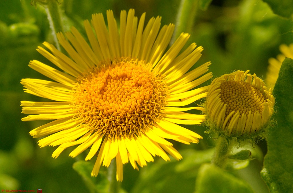 Heelblaadjes - Pulicaria dysenterica