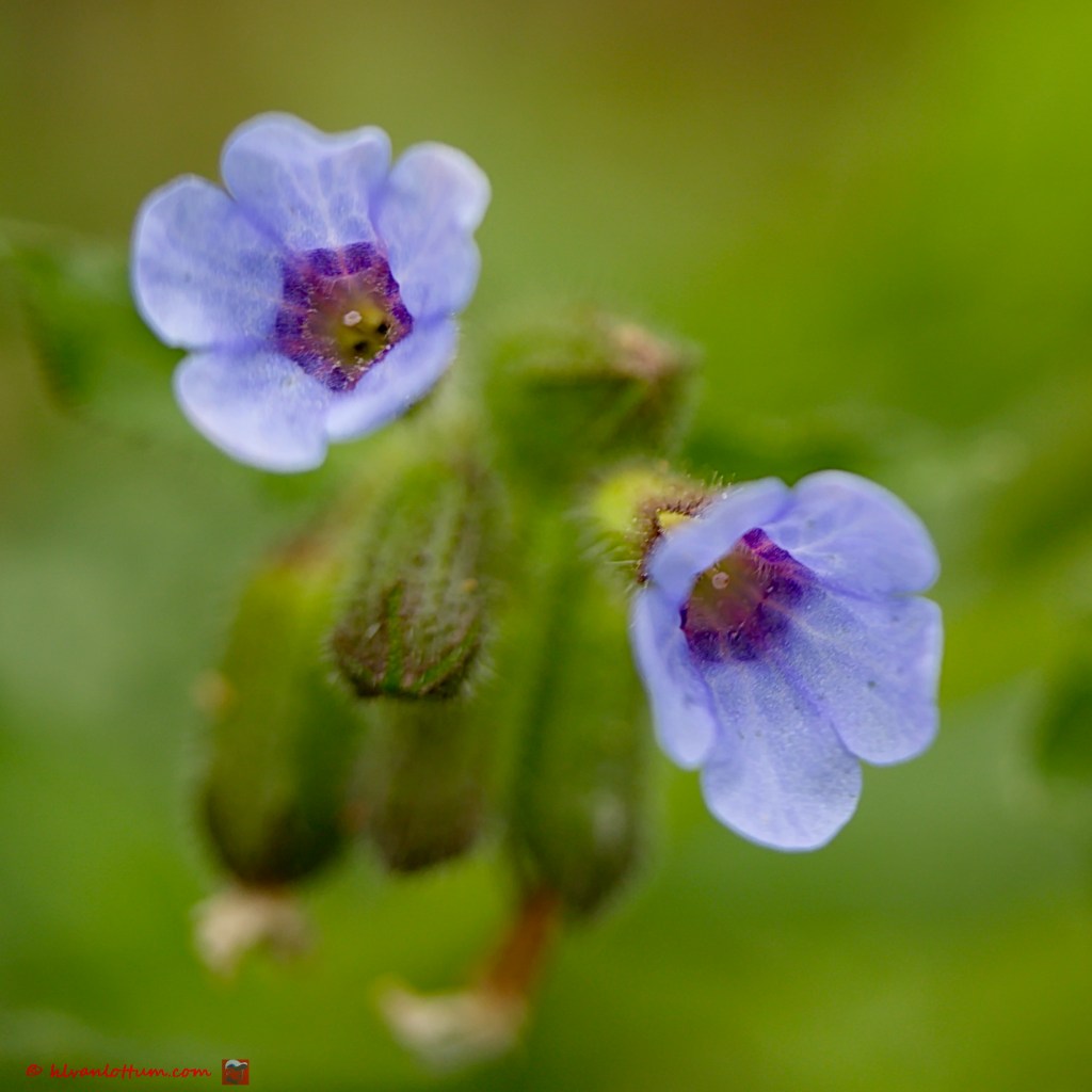 Gevlekt longkruid - Pulmonaria officinalis