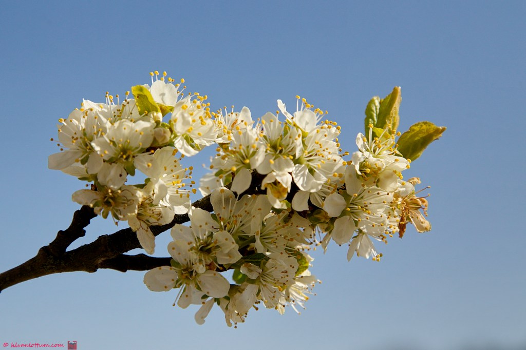 Kers - Prunus domestica
