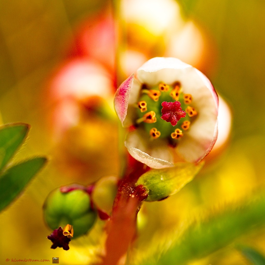 Klein wintergroen - Pyrola minor
