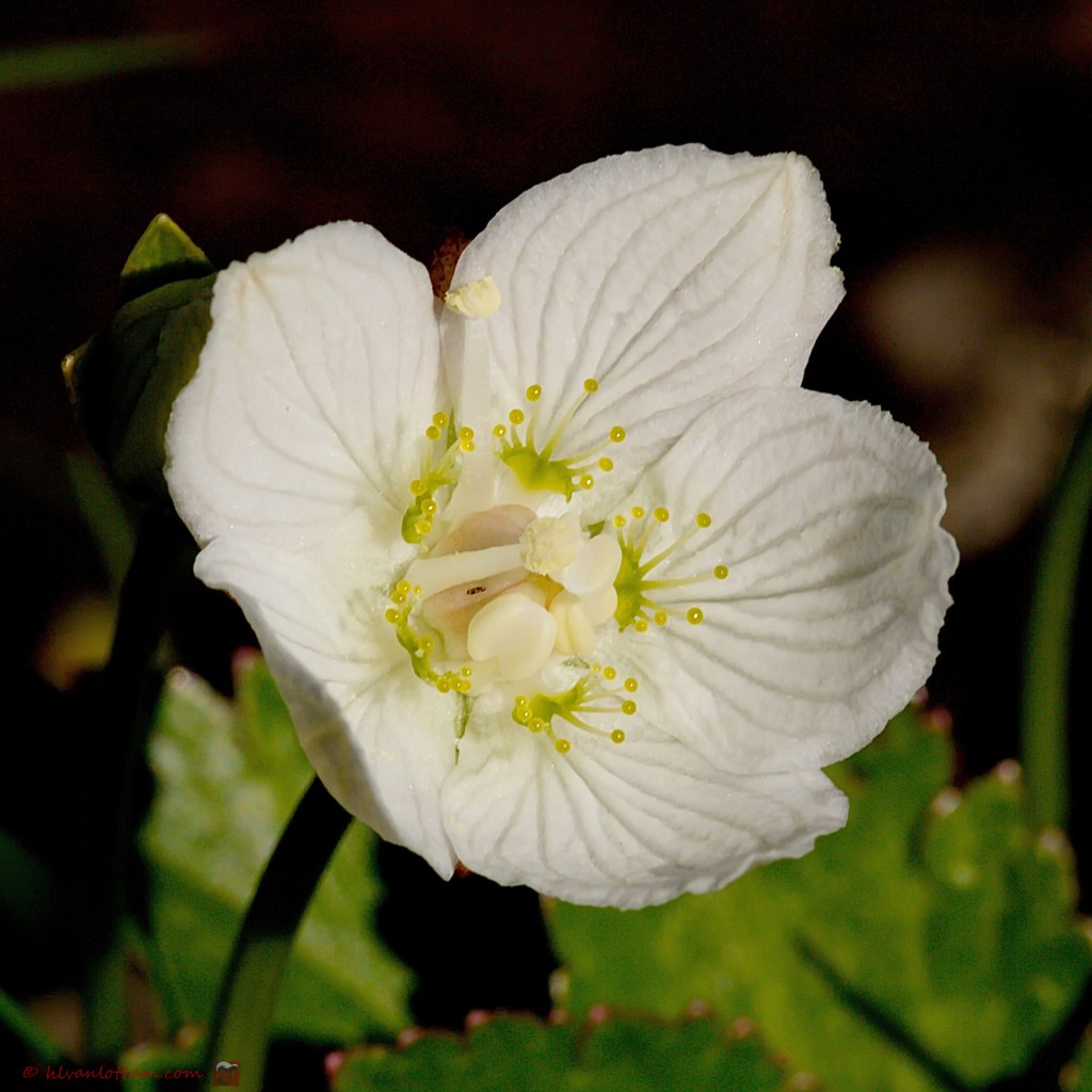 Eénbloemig wintergroen - Pyrola uniflora