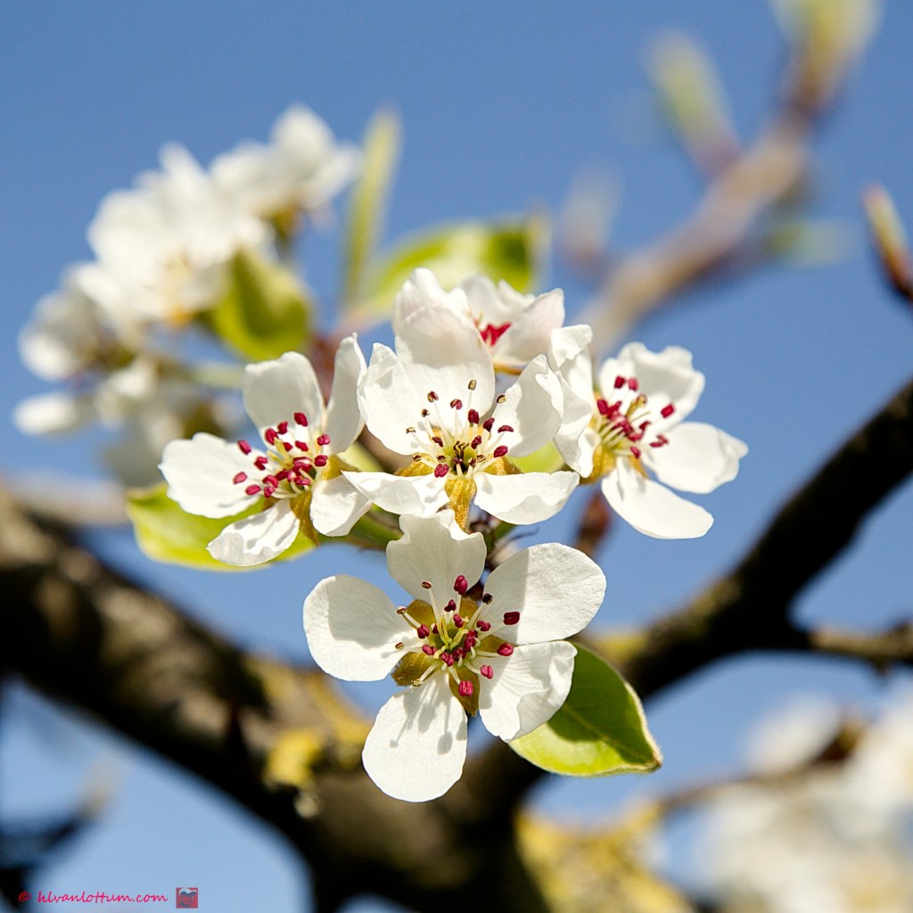 Peer - Pyrus communis