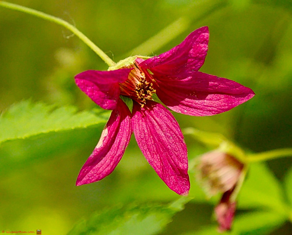 Pracht framboos - Rubus spectabilis