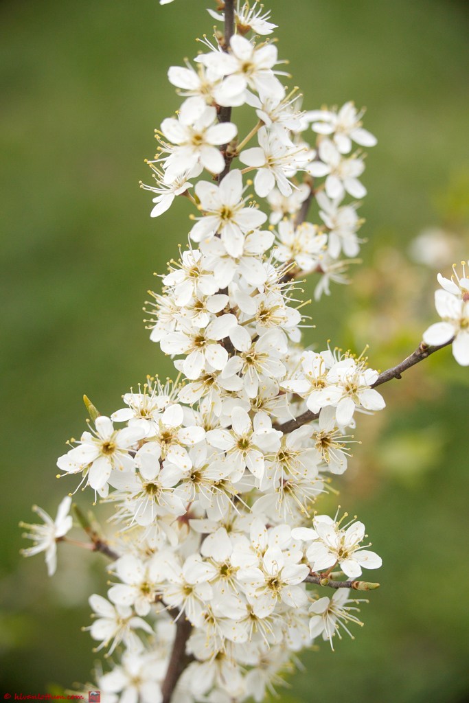 Sleedoorn - Prunus spinosa